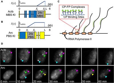 Time-resolved analysis of transcription kinetics in single live mammalian cells